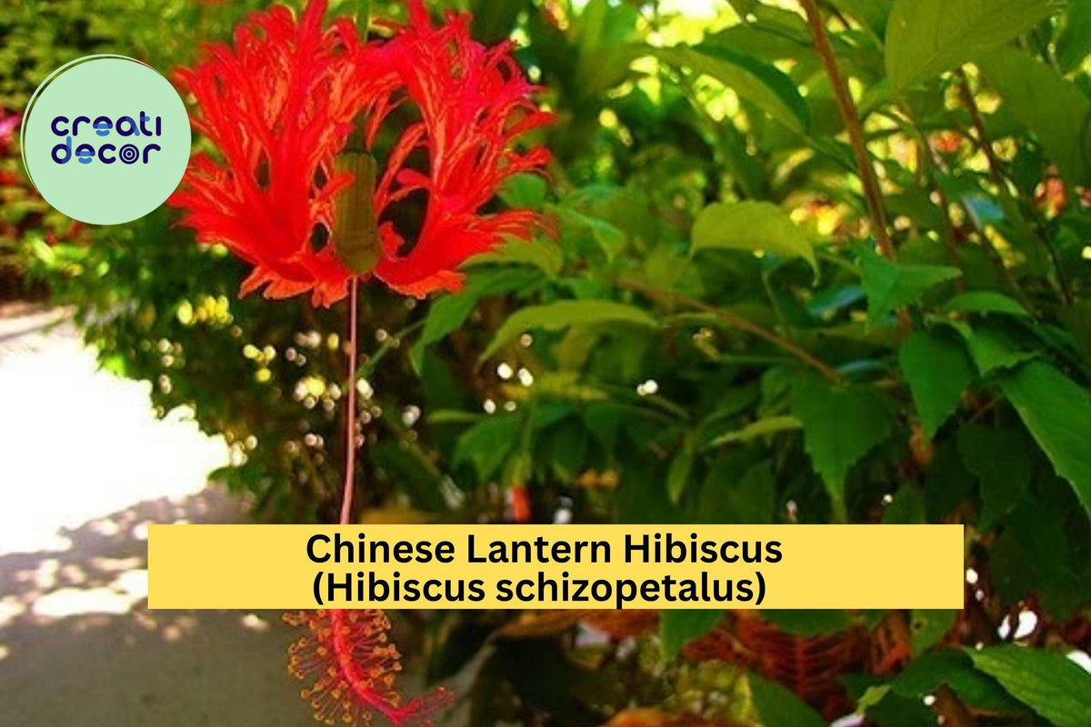 Christmas Cactus Starter Plant - Miss Shimano - Schlumbergera Truncata - Well-Rooted Indoor Cactus for Holiday Decor