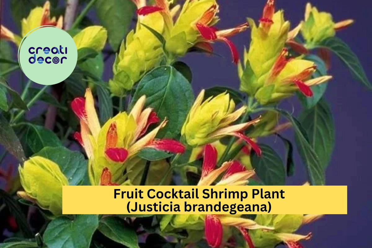 Christmas Cactus Starter Plant - Miss Shimano - Schlumbergera Truncata - Well-Rooted Indoor Cactus for Holiday Decor