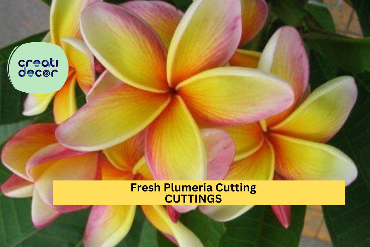 Christmas Cactus Starter Plant - Miss Shimano - Schlumbergera Truncata - Well-Rooted Indoor Cactus for Holiday Decor