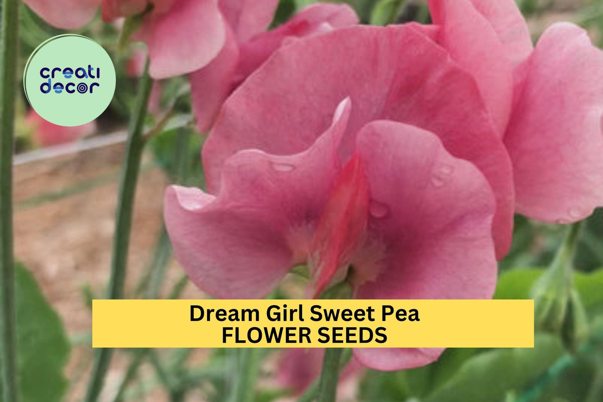 Christmas Cactus Starter Plant - Miss Shimano - Schlumbergera Truncata - Well-Rooted Indoor Cactus for Holiday Decor