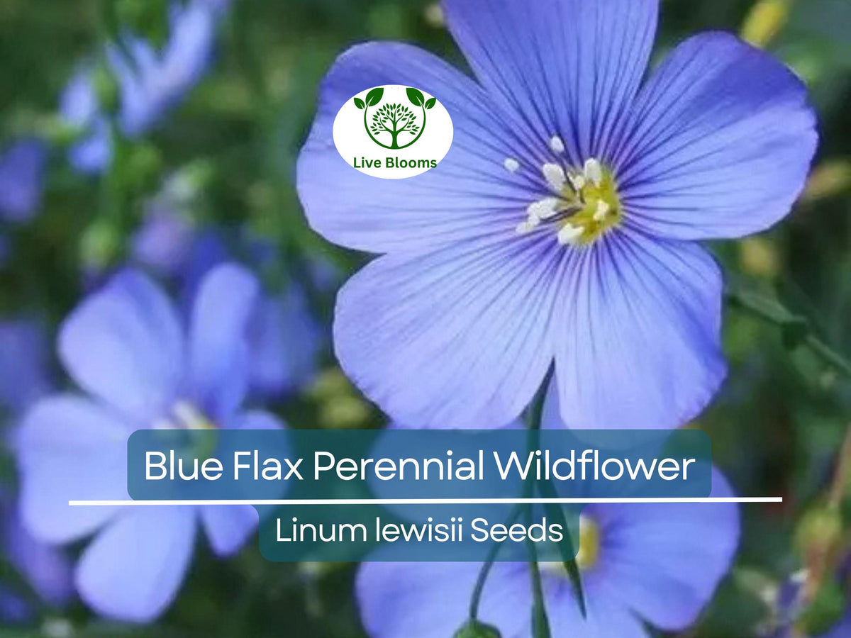 500 Seeds Blue Flax Wildflower - Drought Tolerant, Pollinator Friendly, Linum lewisii, Non-GMO, Native Perennial Garden Seeds