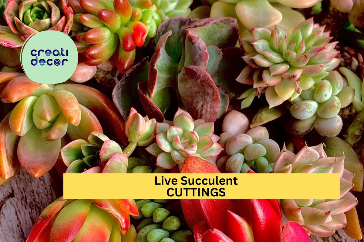 Christmas Cactus Starter Plant - Miss Shimano - Schlumbergera Truncata - Well-Rooted Indoor Cactus for Holiday Decor