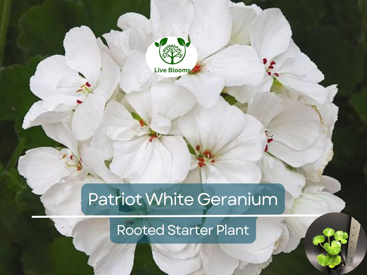 Trailing Ivy Geranium Cuttings 2 x 6" White Pink Pelargonium Peltatum Live Plant - Rare Geranium Variety for Garden Decor
