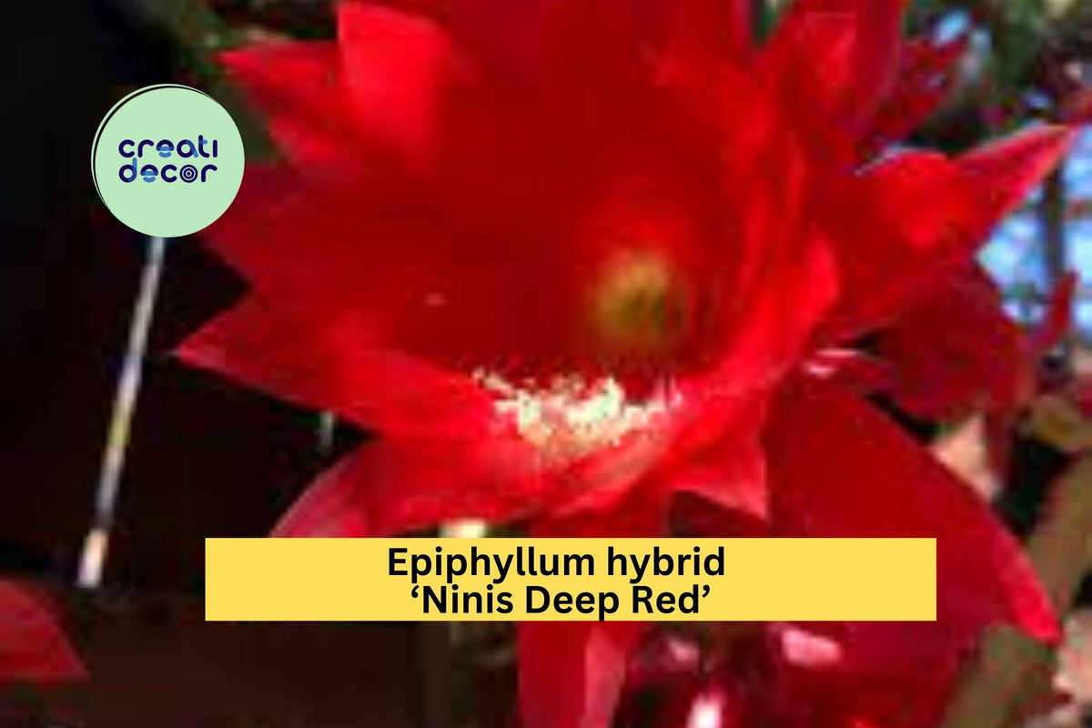 Christmas Cactus Starter Plant - Miss Shimano - Schlumbergera Truncata - Well-Rooted Indoor Cactus for Holiday Decor