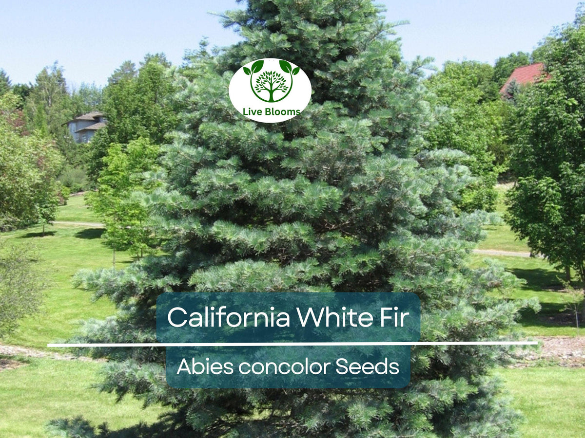California White Fir Tree Seeds - 30 Seeds of Abies concolor - Hardy Evergreen for Landscaping & Reforestation