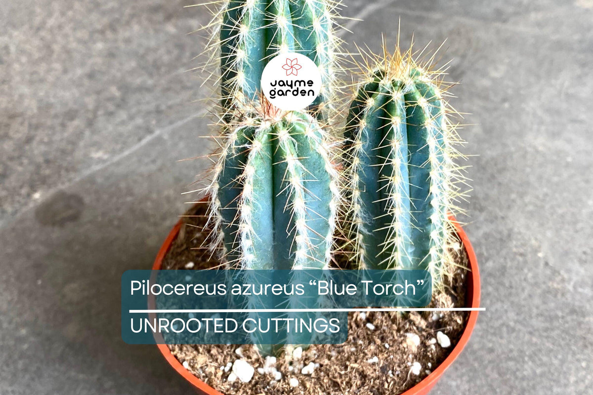 Christmas Cactus Starter Plant - Miss Shimano - Schlumbergera Truncata - Well-Rooted Indoor Cactus for Holiday Decor