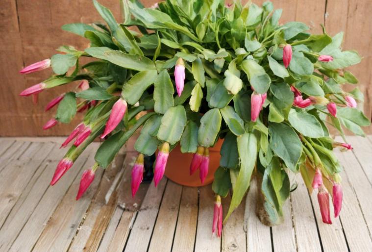 Christmas Cactus Starter Plant - Miss Shimano - Schlumbergera Truncata - Well-Rooted Indoor Cactus for Holiday Decor