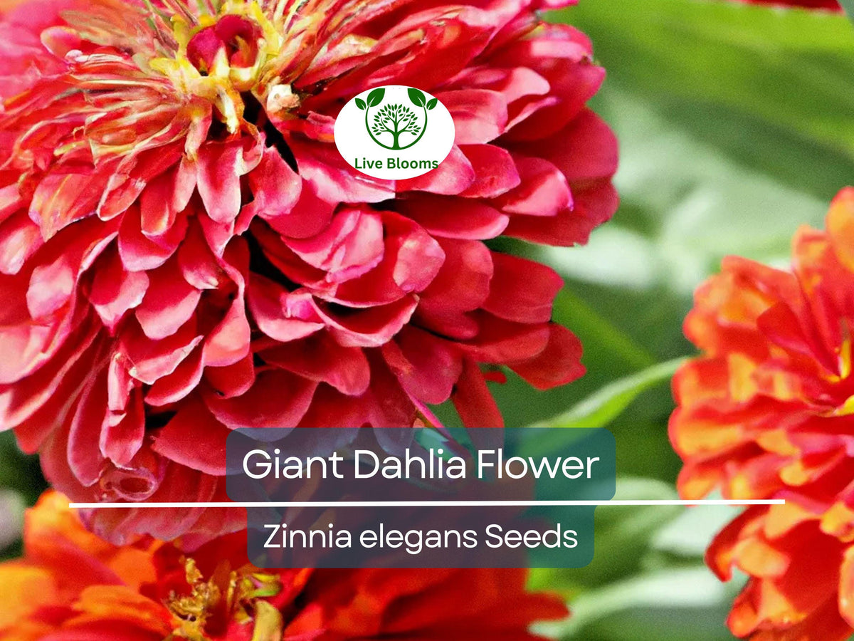 500 Giant Dahlia Flower Seeds - California Giants Annual Mix, Vibrant Zinnia elegans, Easy to Grow, Perfect for Garden & Cut Flowers