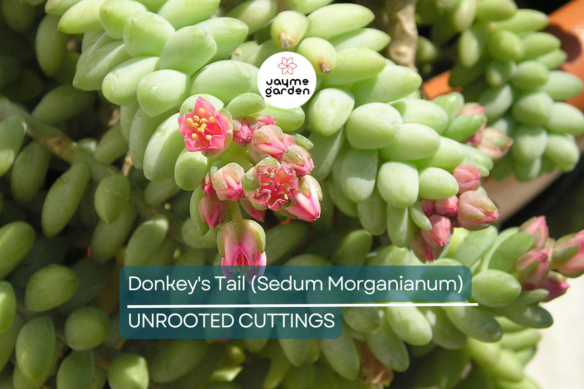 Christmas Cactus Starter Plant - Miss Shimano - Schlumbergera Truncata - Well-Rooted Indoor Cactus for Holiday Decor
