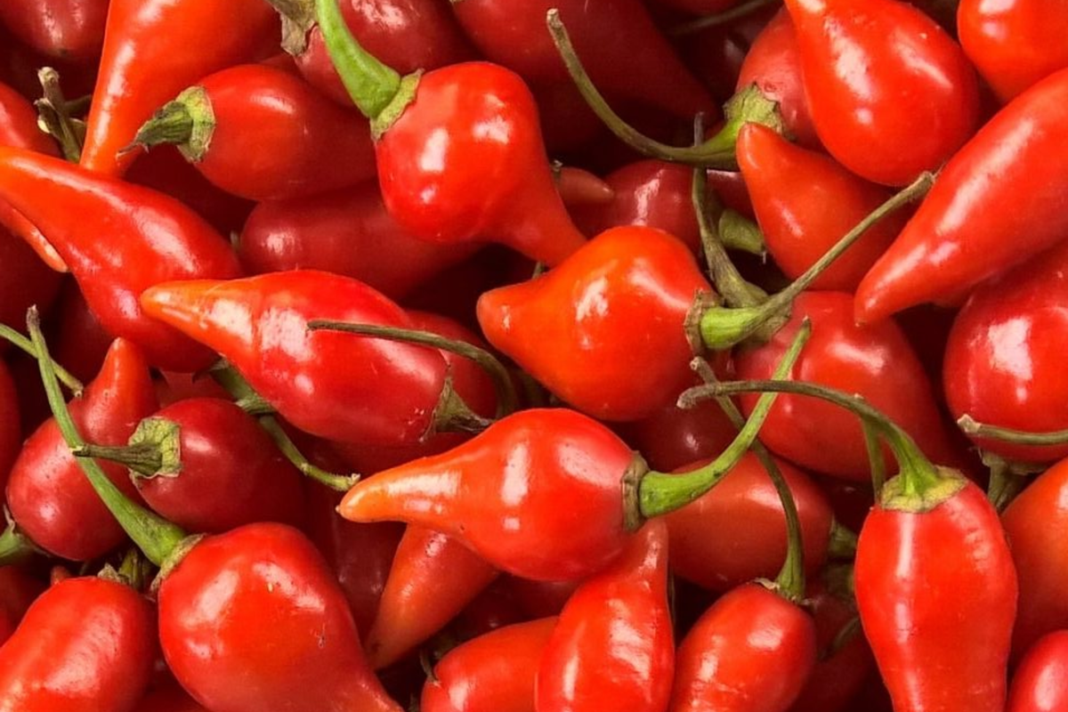 Biquinho Red Hot Pepper Seeds | 20 Seeds | NON-GMO Little Beak Variety | Capsicum chinense