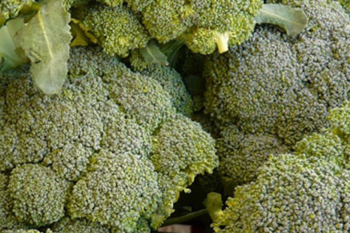 Broccoli Seeds 100 Pack | Waltham 29 NON-GMO Variety | Brassica oleracea | High-Yield, Compact Growth for Home Gardening
