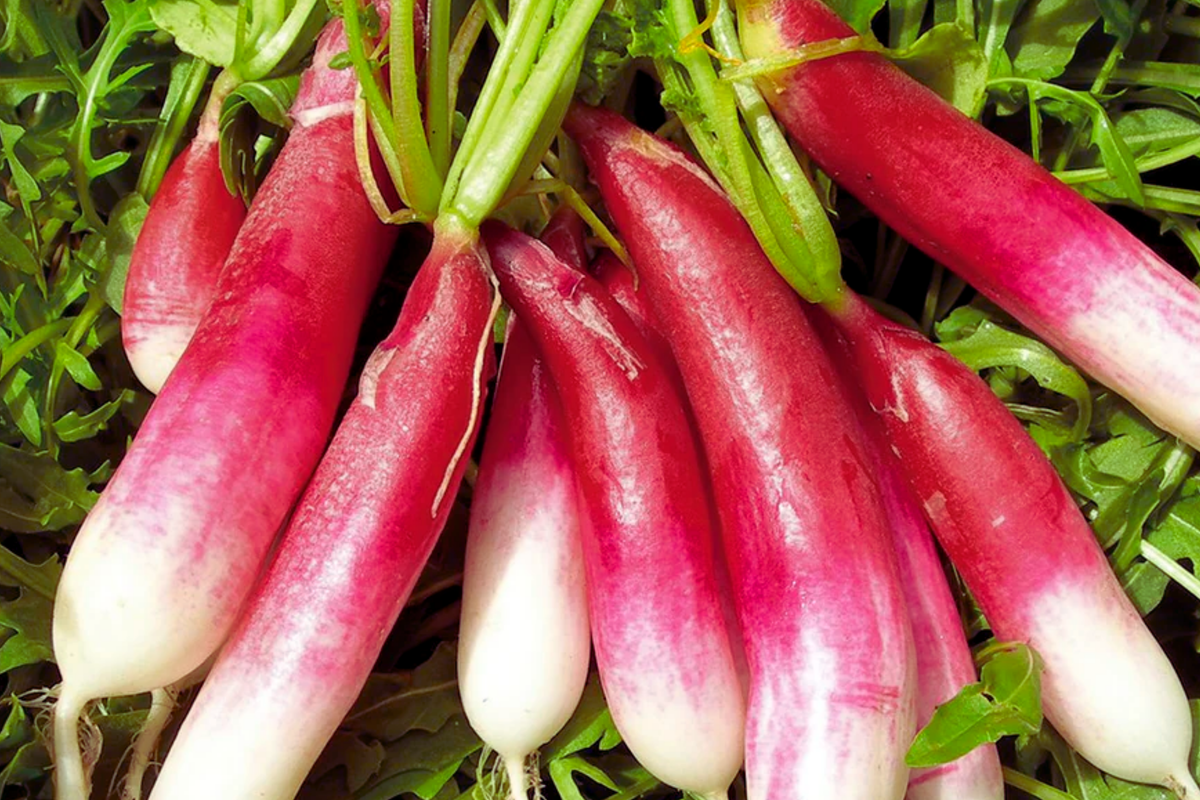 French Breakfast Radish Seeds - Heirloom Red Variety - Raphanus sativus - 200 Seeds Packet for Garden Planting