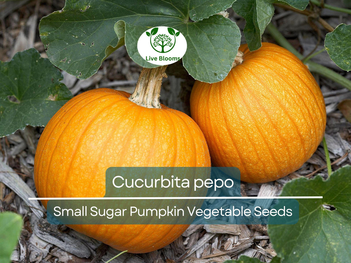5 Seeds Small Sugar Pumpkin - Heirloom Variety (Cucurbita pepo) for Baking & Decorative Use, Ideal for Home Gardens
