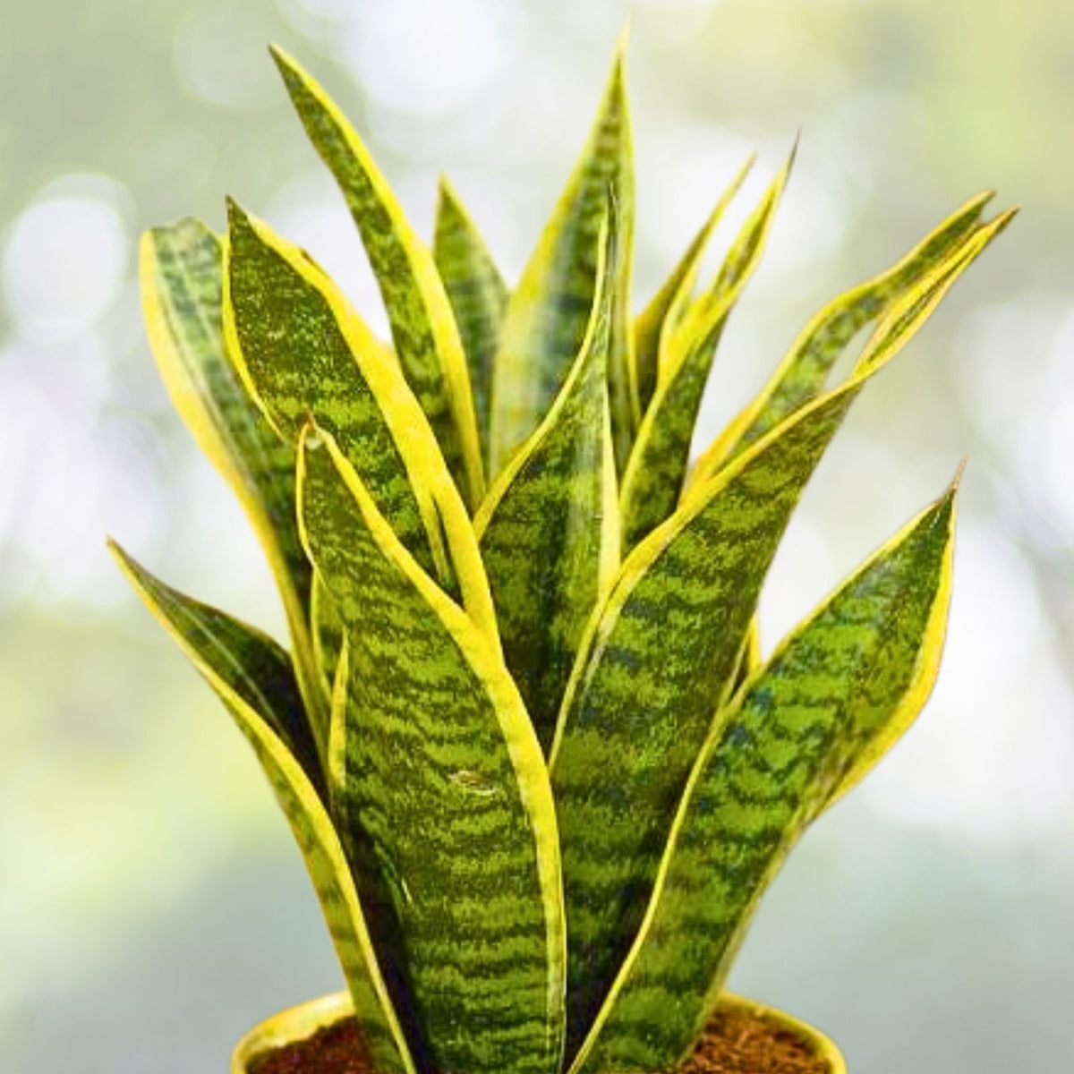 24" Bantel Sansevieria White Lightning Snake Plant, Sansevieria trifasciata, Indoor Houseplant, Air Purifying Plant