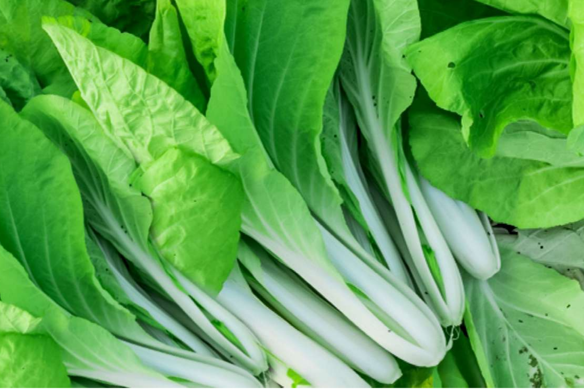 Pak Choi Cabbage Seeds - Non-GMO Baby Bok Choy - White Stem - Brassica rapa subsp. chinensis - Fast Growing Vegetable Seeds