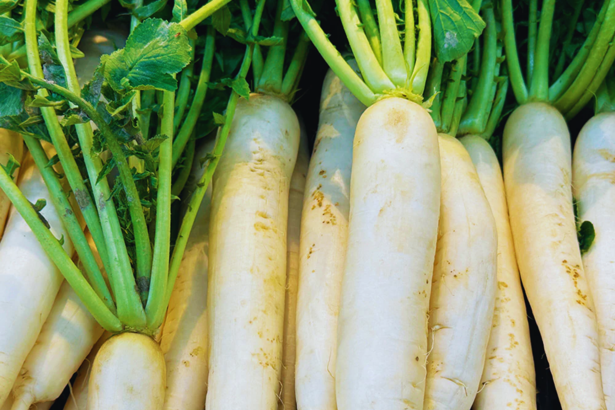 Daikon Radish Seeds Heirloom | NON-GMO | Large White Variety | Raphanus sativus var. longipinnatus