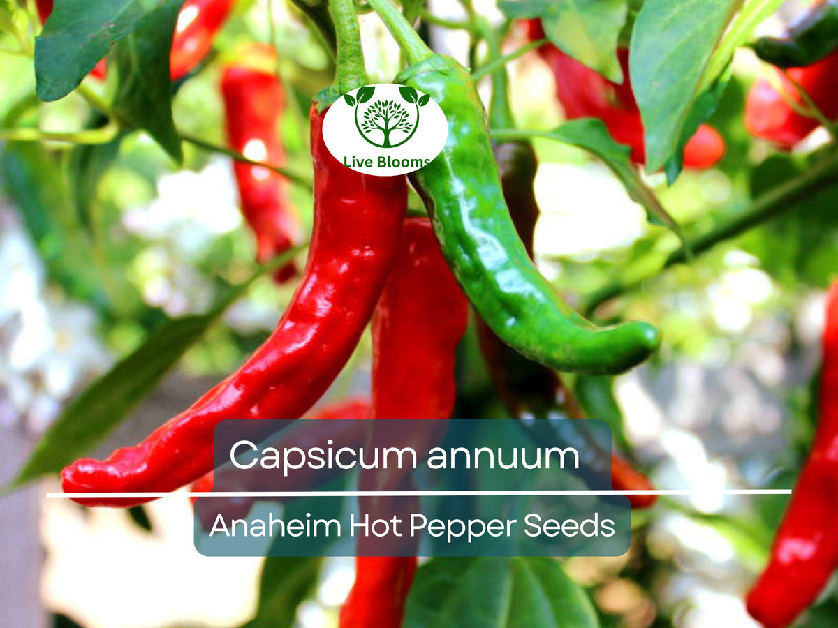 Anaheim Hot Pepper Seeds - 30 Count - Mildly Spicy Capsicum annuum for Planting, Gardening & Flavorful Harvests