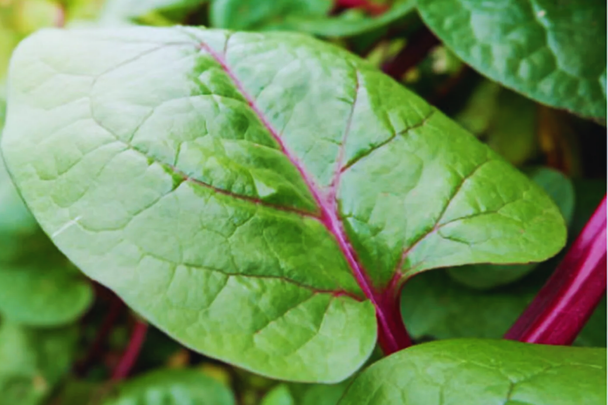 Red Malabar Spinach Seeds | NON-GMO | Red Vine Spinach, Ang Chai | Basella rubra | Perennial Vegetable Garden Seeds