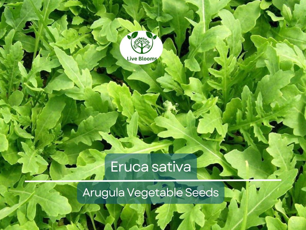700 Seeds Arugula, Non-GMO Heirloom, Fast Growing Leafy Greens, Eruca sativa, Perfect for Salads & Organic Gardening
