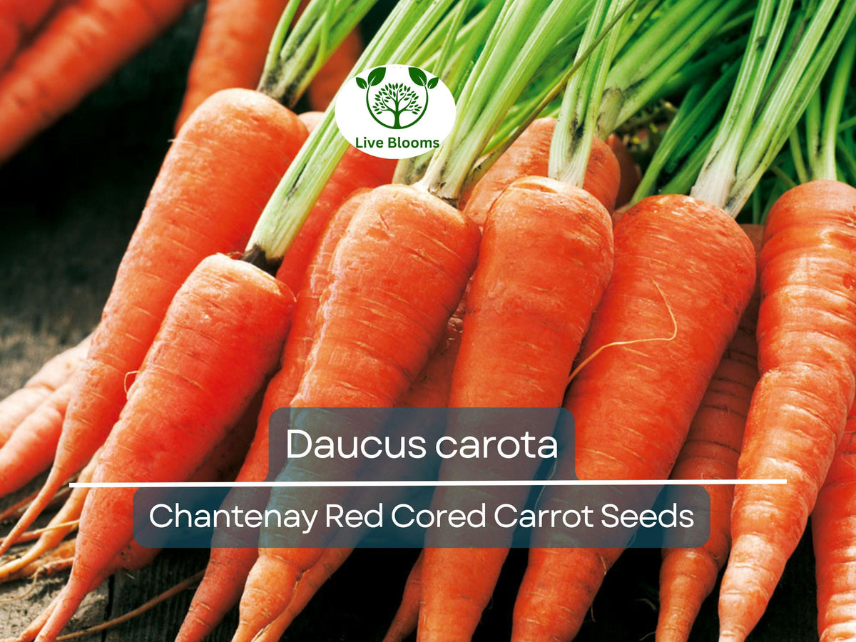 800 Seeds Chantenay Red Cored Carrot - Daucus carota Heirloom Variety for Gardening, Sweet Crisp Roots, Perfect for Fresh Eating