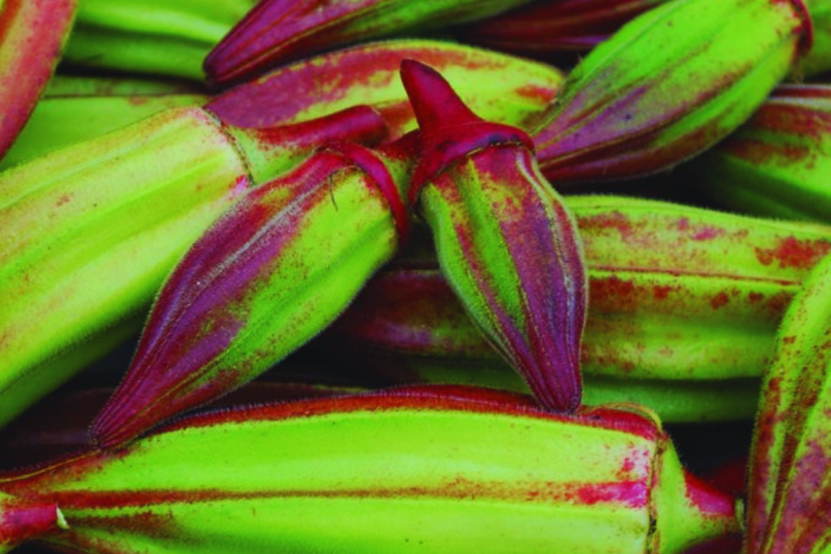 Hill Country Red Okra Seeds | NON-GMO Heirloom Variety | Abelmoschus esculentus | Fast-Growing Edible Pods