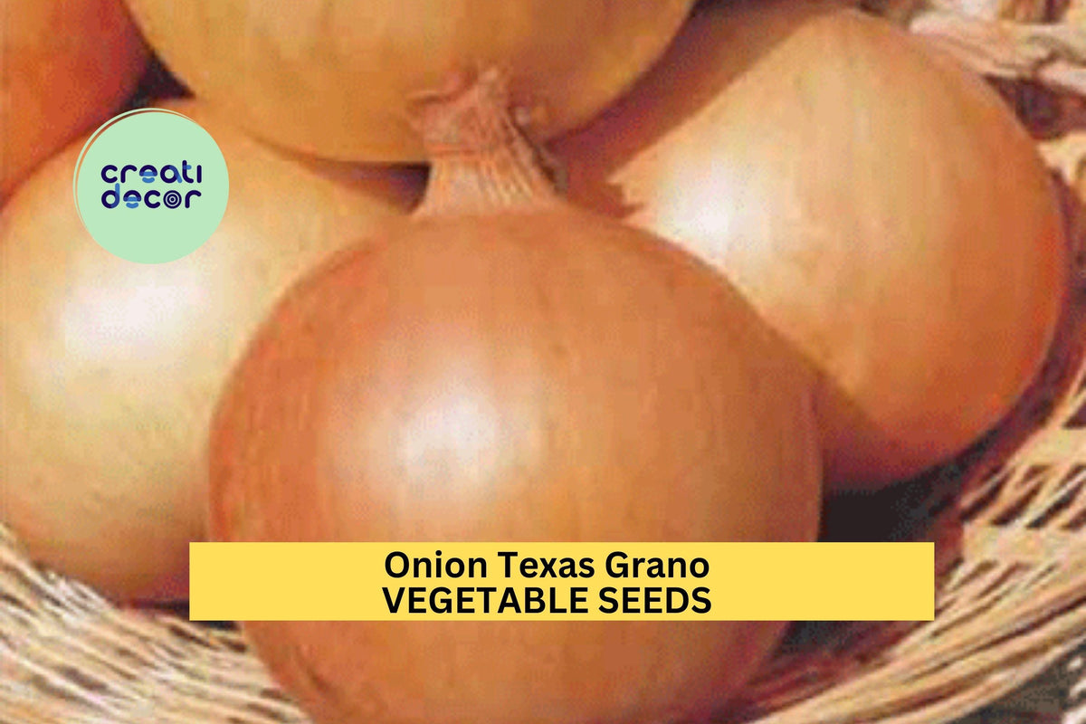 Christmas Cactus Starter Plant - Miss Shimano - Schlumbergera Truncata - Well-Rooted Indoor Cactus for Holiday Decor
