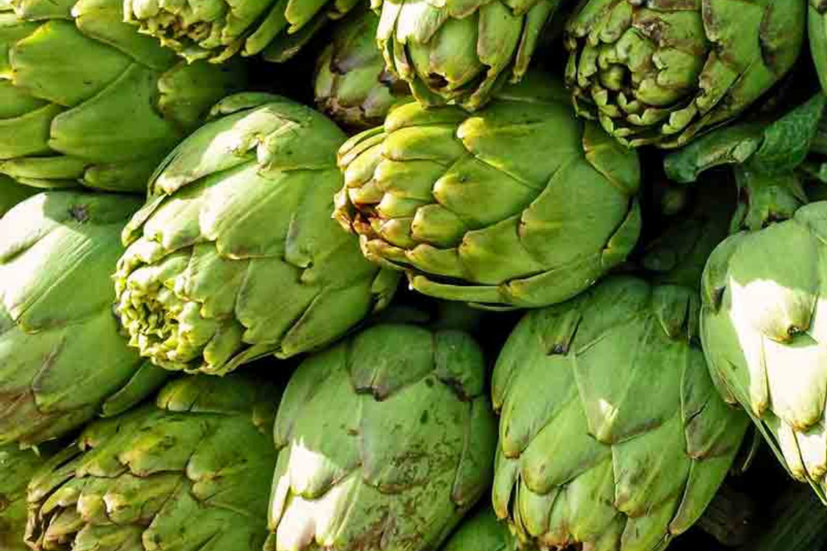Green Globe Artichoke Seeds | NON-GMO Heirloom | Culinary Plant | Cynara scolymus