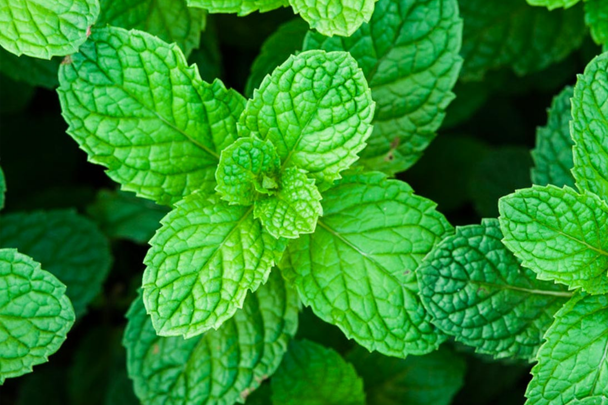Peppermint Seeds | Organic Non-GMO | Aromatic Herbal Variety | Mentha × piperita