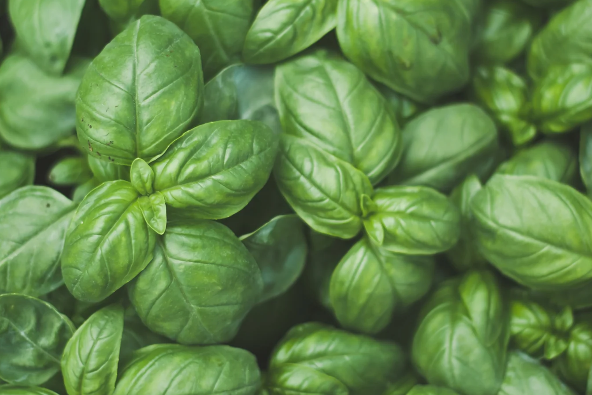 Genovese Basil Seeds | Non-GMO Sweet Basil | Ocimum basilicum | Culinary Herb Seed Packet (200 Seeds)