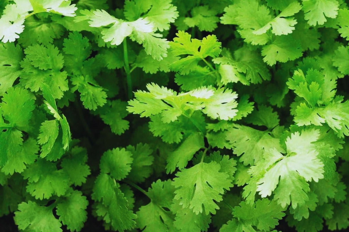 Organic Cilantro Seeds - 150+ Non-GMO Slow Bolt Variety - Coriandrum sativum - Fresh Garden Seeds - USA Grown