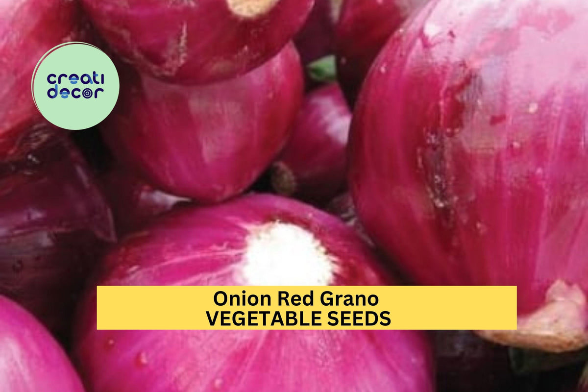 Christmas Cactus Starter Plant - Miss Shimano - Schlumbergera Truncata - Well-Rooted Indoor Cactus for Holiday Decor