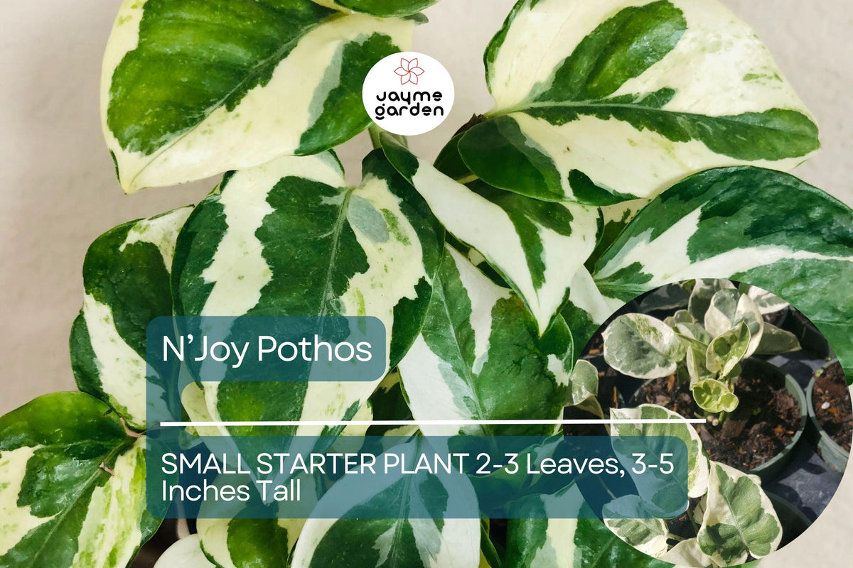 Christmas Cactus Starter Plant - Miss Shimano - Schlumbergera Truncata - Well-Rooted Indoor Cactus for Holiday Decor