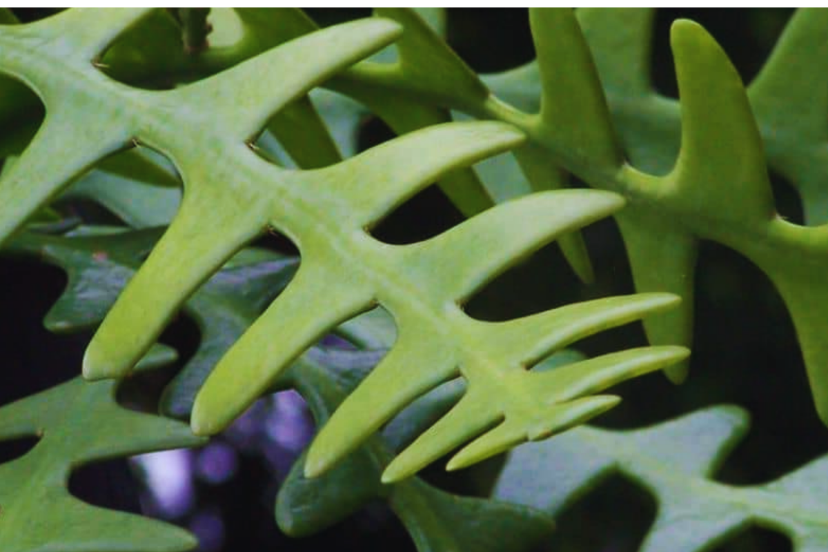 Ric Rac Cutting - 2 Pack, Orchid Cactus, Fish Bone Succulent, Cryptocereus anthonyanus, Easy to Grow, Low Maintenance