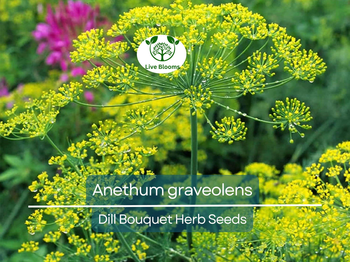 Dill Bouquet Seeds 700 Count - Anethum graveolens - Organic Herb for Cooking & Pickling - Easy to Grow Fresh Seasoning