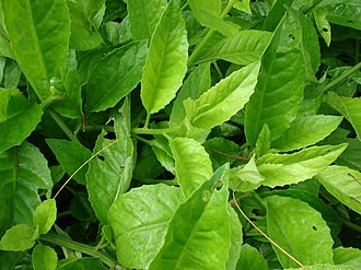 6 Gynura procumbens Cuttings – Longevity Spinach Live Unrooted Stems – Ornamental Green Foliage for Tropical Gardens