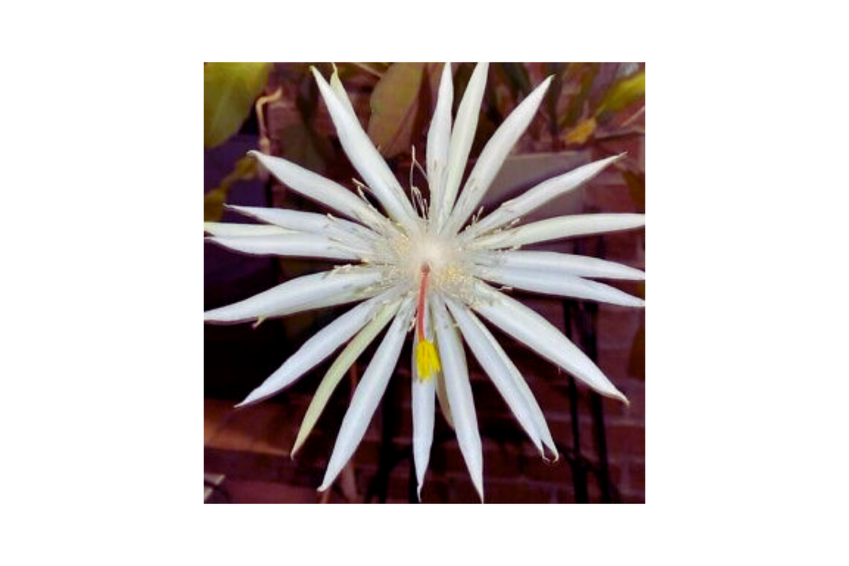 Unrooted Cuttings 12-Pack Hookeri Strictum Epiphyllum Orchid Cactus Succulents, Epiphyllum hookeri, Pink & White Blooms