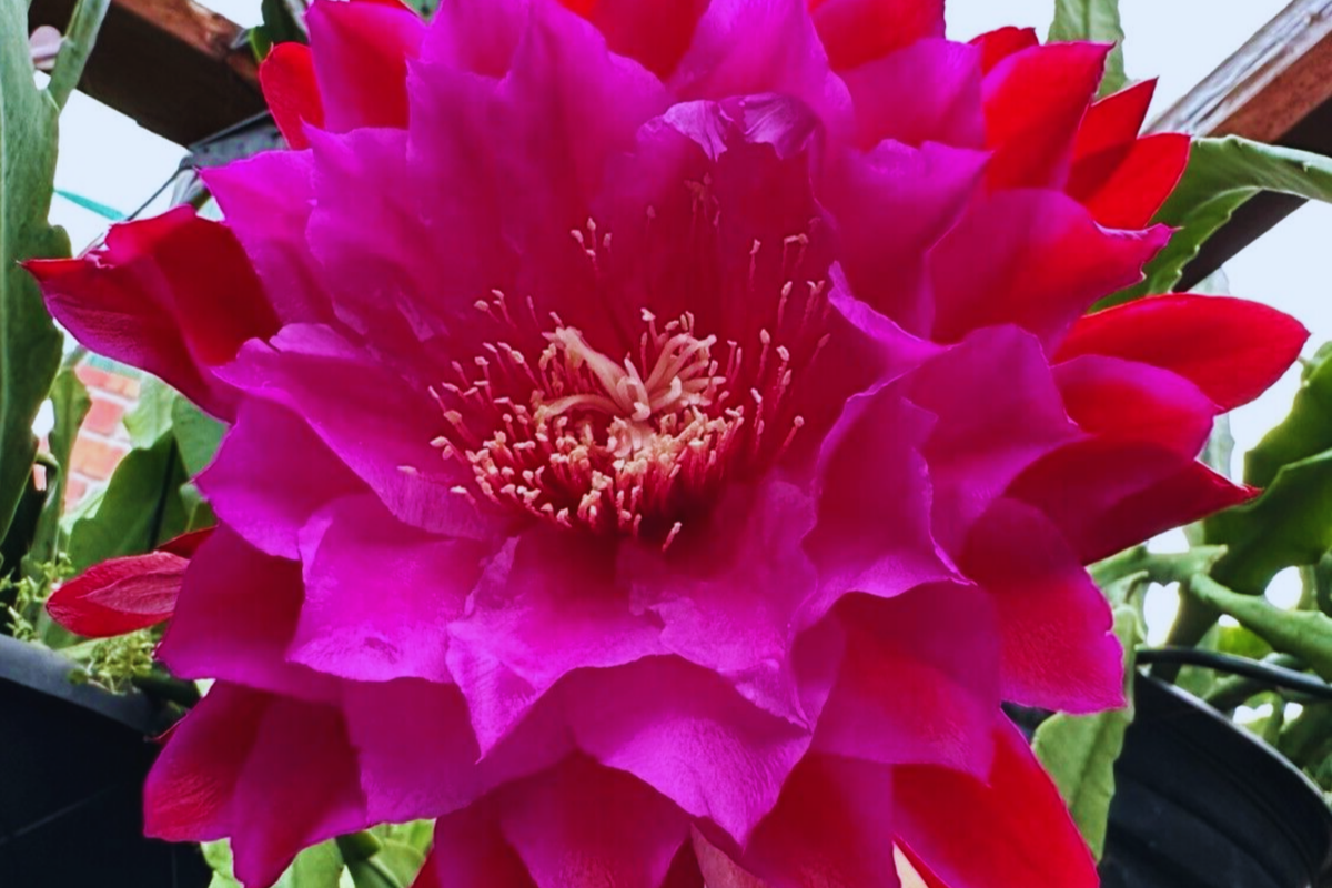 Epiphyllum Cutting 8" Long Purple Flower Orchid Cactus Succulent Plant Epiphyllum spp.