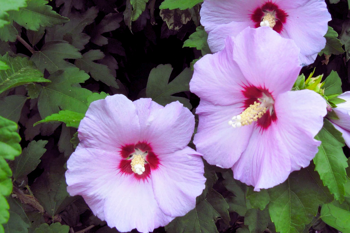 Unrooted Cuttings 5 Pack Lavender Double Rose-of-Sharon Hibiscus syriacus Bush/Shrub