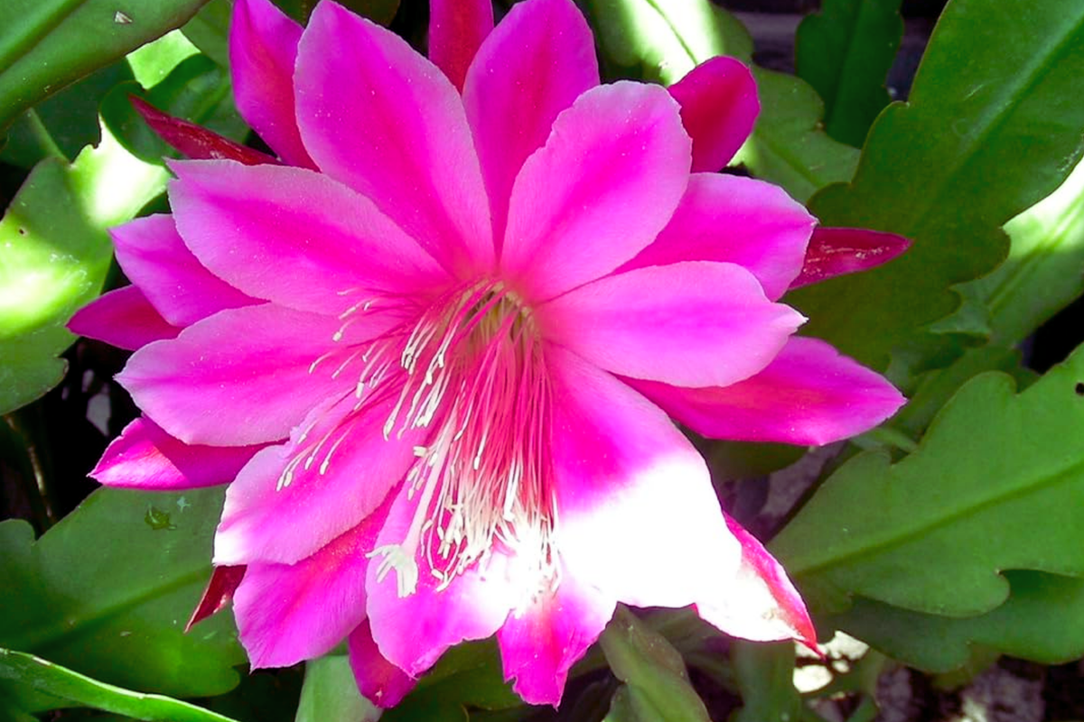 Epiphyllum Unrooted Cutting 8" Long Orchid Cactus Succulent Purple Flowering Plant Epiphyllum spp.