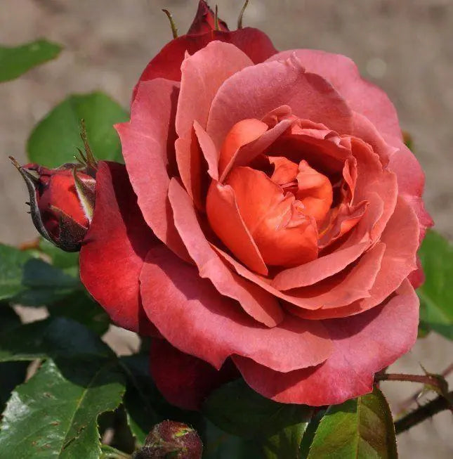Super Rare Hot Cocoa Rose Cuttings - 3 Unrooted Smoky Orange-Brown Floribunda - Rosa ‘Hot Cocoa’ for Rooting or Grafting