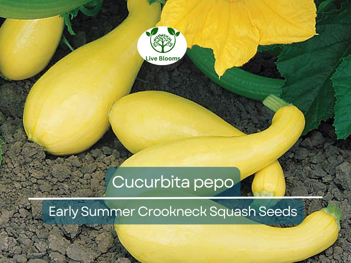 10 Seeds Early Summer Crookneck Squash, Heirloom Variety Cucurbita pepo, Yellow, Productive Garden Vegetable Seeds