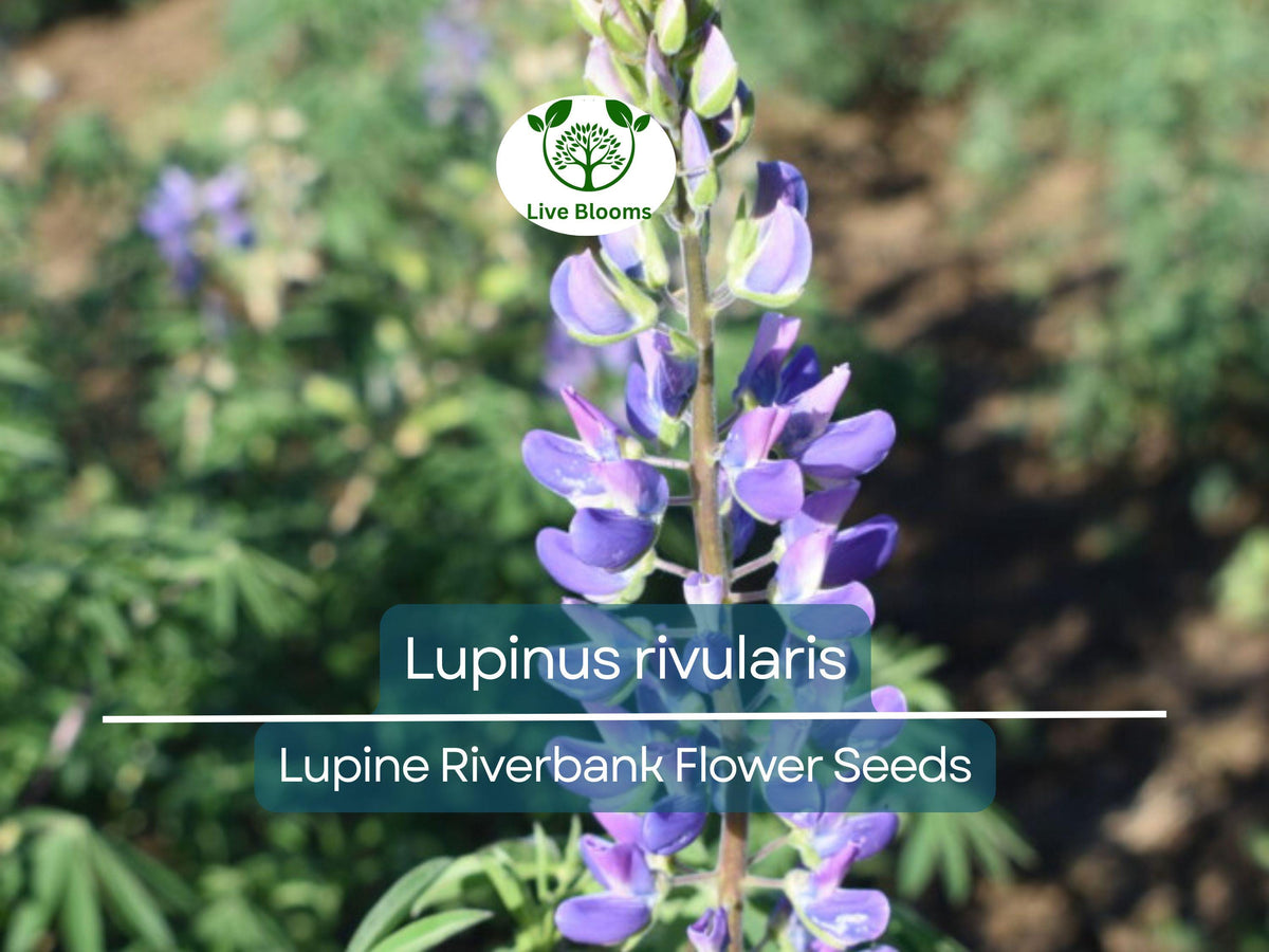 Lupine Seeds (15 Pack) - Riverbank Blue Blooms, Pollinator-Friendly Perennial, Lupinus rivularis - Hardy for Garden Borders