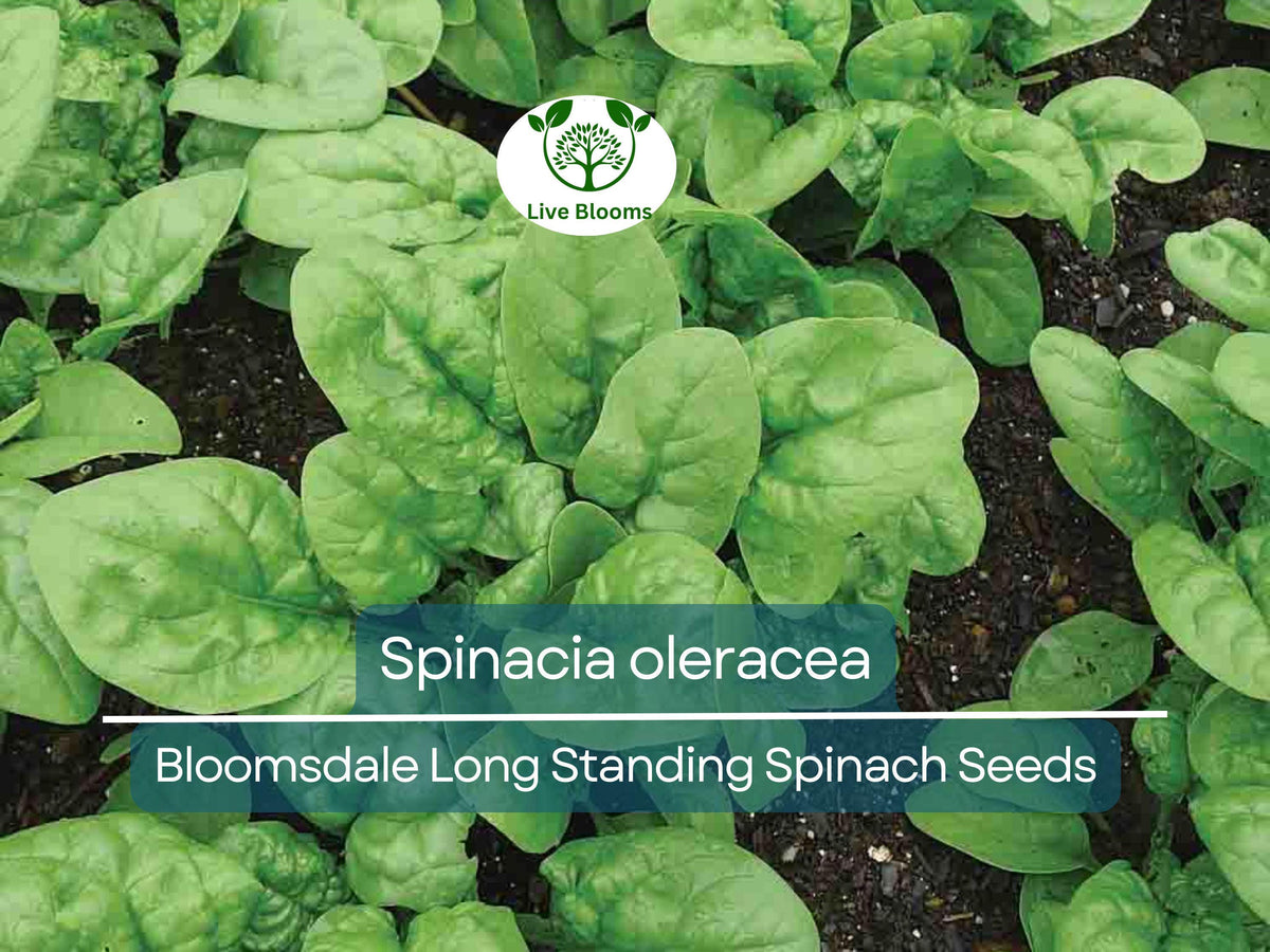 Bloomsdale Long Standing Spinach Seeds - 1 Gram Heirloom (Spinacia oleracea) - Bolt-Resistant, Dark Green Leaves for Gardening