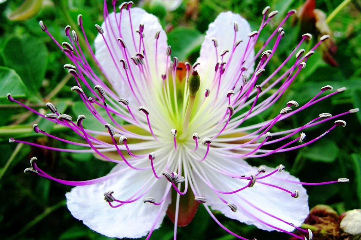 Caper Bush Seeds 20 PCS, Edible Caper Berries, White Flowers, Capparis Spinosa, Perennial Plant, USDA Zones 9-11