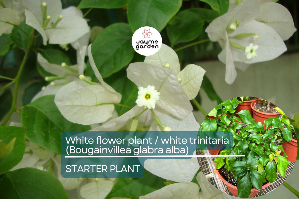 Christmas Cactus Starter Plant - Miss Shimano - Schlumbergera Truncata - Well-Rooted Indoor Cactus for Holiday Decor