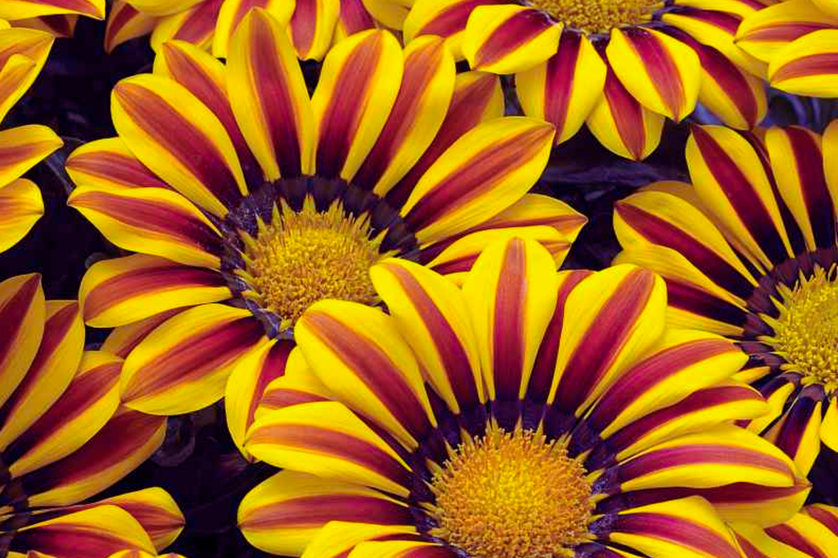 Gazania Seeds 25 Count Kiss Orange Flame, Bright Orange & Red Stripes, Gazania rigens, Annual Flower, US Seller