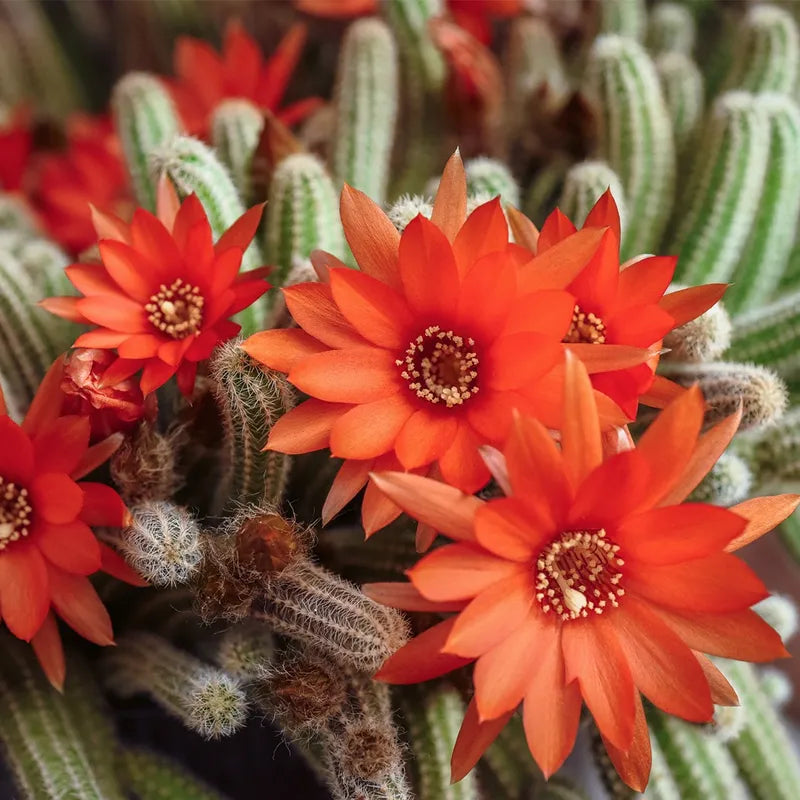 5 Echinopsis chamaecereus Cuttings – Peanut Cactus Succulent Starts, Orange-Red Blooms, Unrooted for Propagation