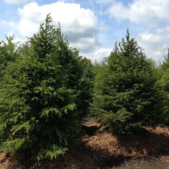 Norway Spruce Seedling 6–12 Inches - Picea abies, Bare Root Evergreen Conifer for Landscaping and Windbreaks