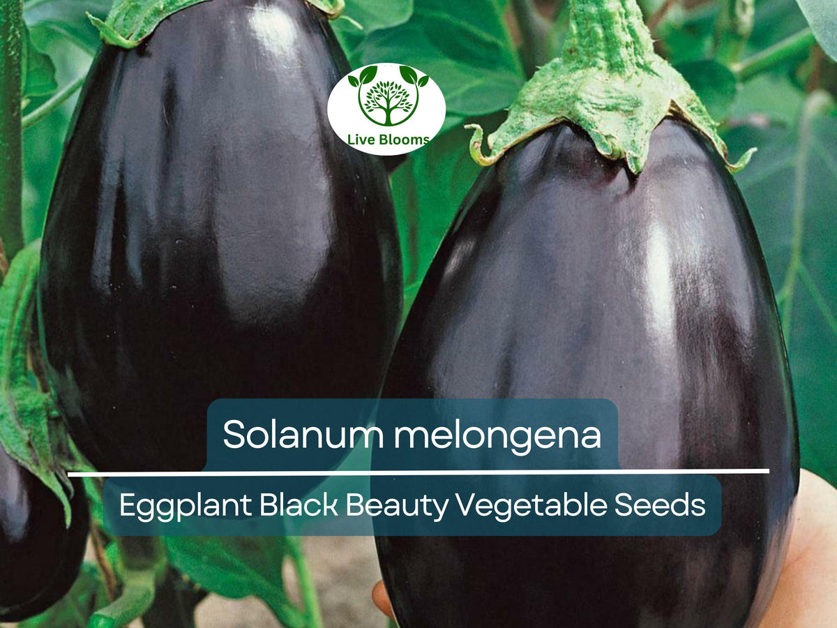 50 Seeds Eggplant Black Beauty, Heirloom Non-GMO, Dark Purple (Solanum melongena) - Organic Vegetable for Garden Planting