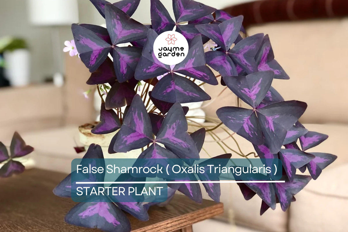 Christmas Cactus Starter Plant - Miss Shimano - Schlumbergera Truncata - Well-Rooted Indoor Cactus for Holiday Decor